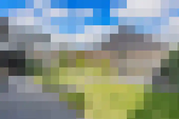 Kuifeend 1 Bedum thumbnail 42