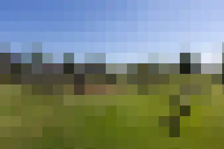 Kuifeend 1 Bedum thumbnail 46