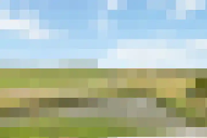 Kuifeend 13 Piershil thumbnail 26