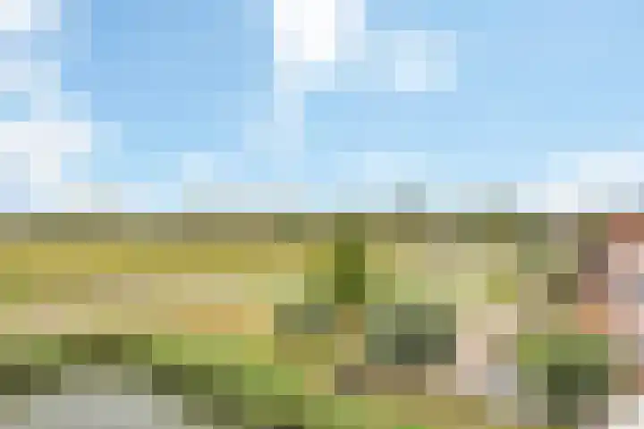 Kuifeend 13 Piershil thumbnail 27