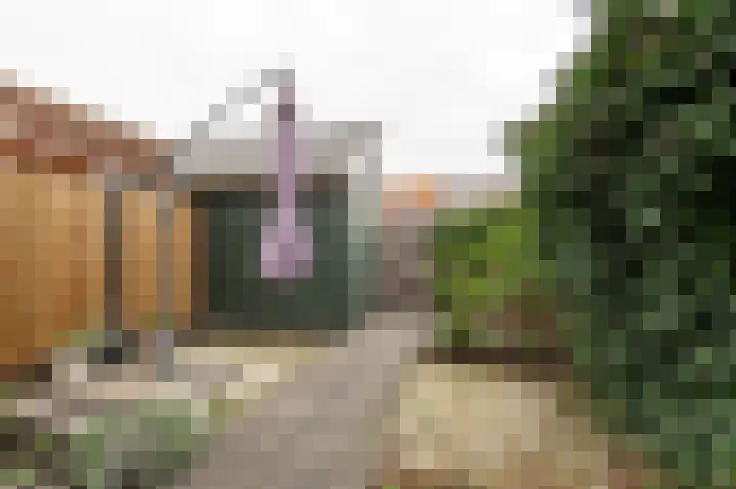 Kuifeend 14 Culemborg thumbnail 15