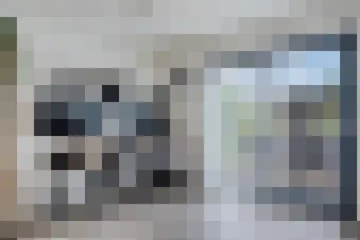 Kuifeend 19 Emmen thumbnail 11