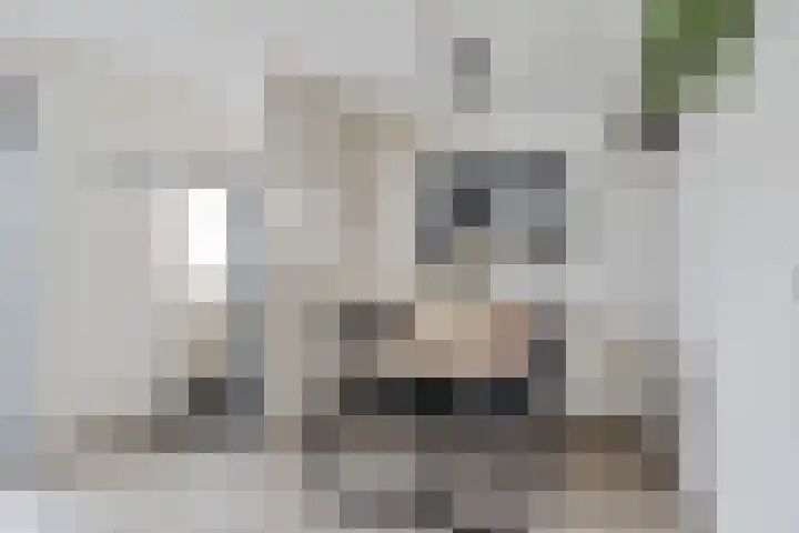 Kuifeend 19 Emmen thumbnail 12