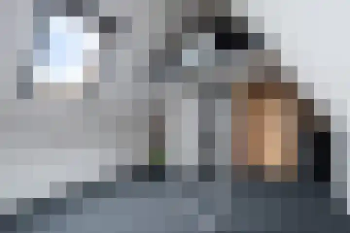 Kuifeend 19 Emmen thumbnail 26