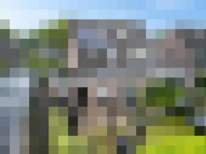 Kuifeend 19 Emmen thumbnail 32
