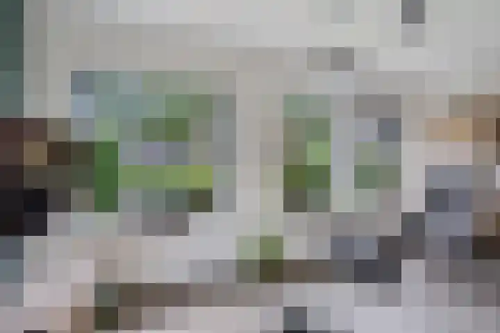 Kuifeend 19 Emmen thumbnail 4
