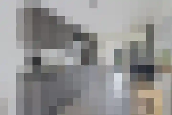 Kuifeend 19 Emmen thumbnail 6