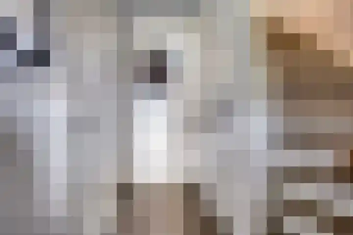 Kuifeend 40 Bedum thumbnail 15
