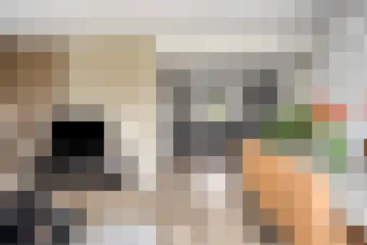 Kuifeend 40 Bedum thumbnail 24