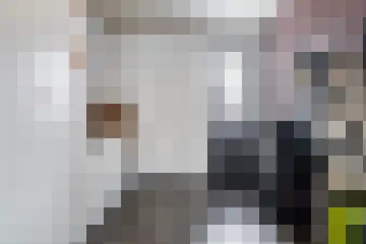 Kuifeend 40 Bedum thumbnail 28