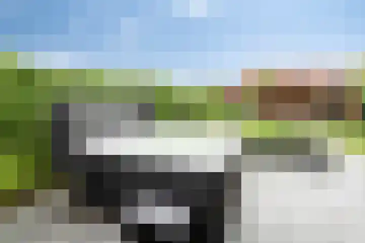 Kuifeend 40 Bedum thumbnail 42