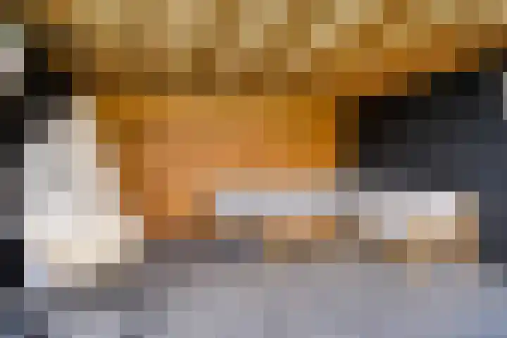Kuifeend 40 Bedum thumbnail 45