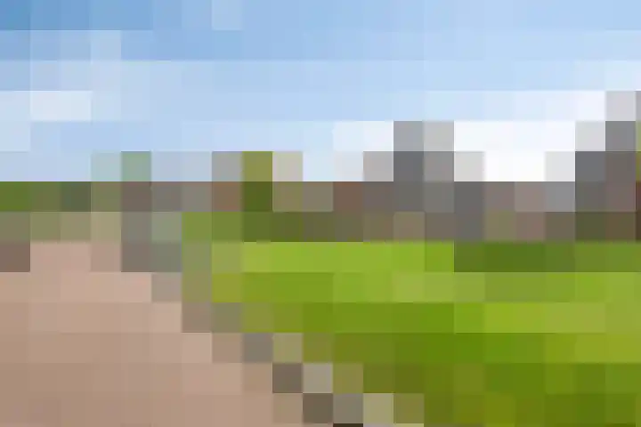 Kuifeend 40 Bedum thumbnail 50