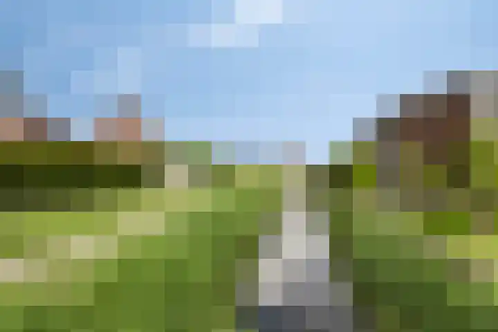 Kuifeend 40 Bedum thumbnail 53