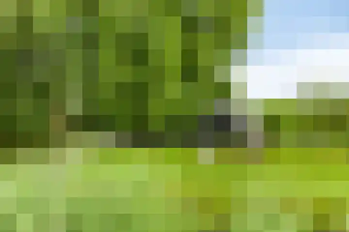 Kuifeend 40 Bedum thumbnail 54