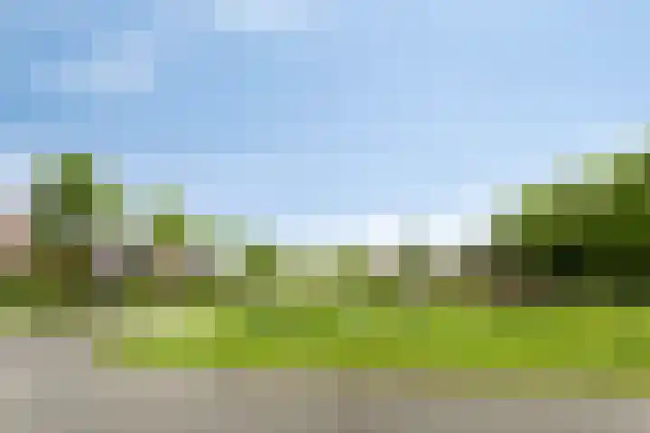 Kuifeend 40 Bedum thumbnail 56