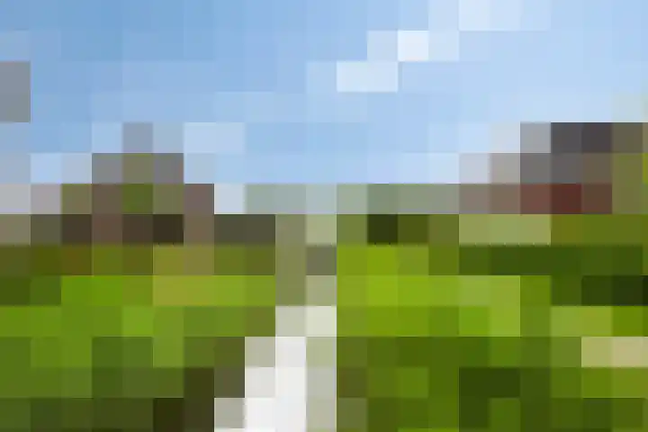 Kuifeend 40 Bedum thumbnail 7