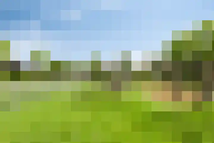 Kuifeend 40 Bedum thumbnail 8
