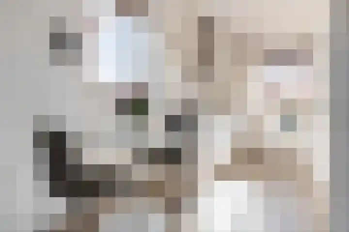 Kuifeend 46 Bedum thumbnail 15