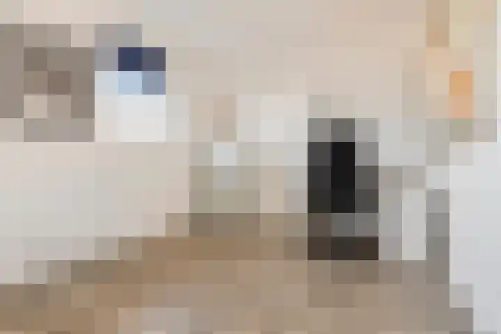 Kuifeend 46 Bedum thumbnail 24