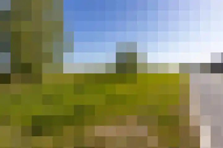 Kuifeend 46 Bedum thumbnail 40