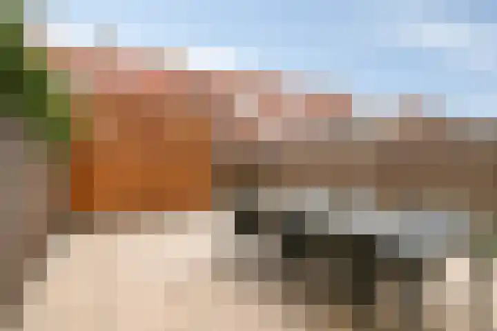 Kuifeend 5 Amstelveen thumbnail 25