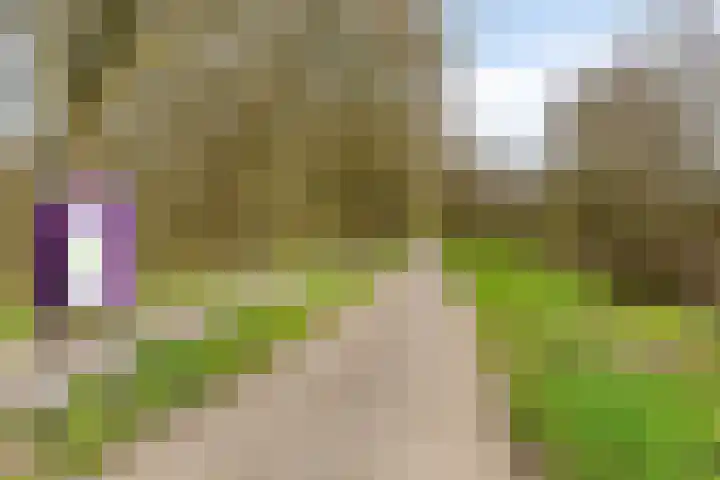 Kuifeend 5 Amstelveen thumbnail 35