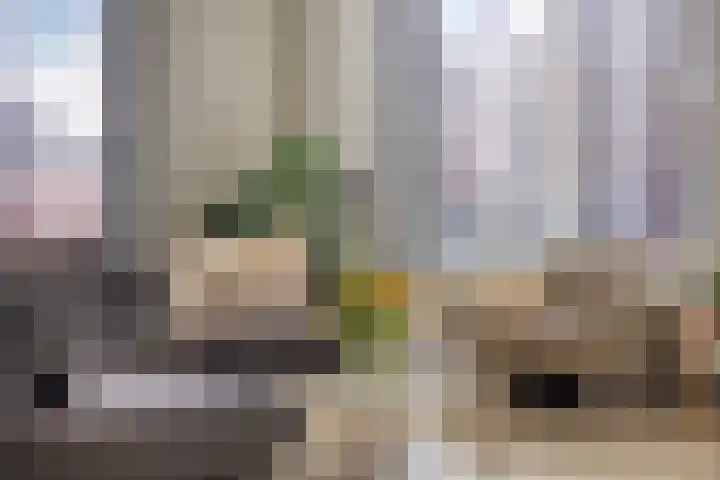 Kuifeend 51 Bedum thumbnail 11