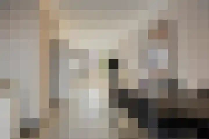 Kuifeend 51 Bedum thumbnail 20