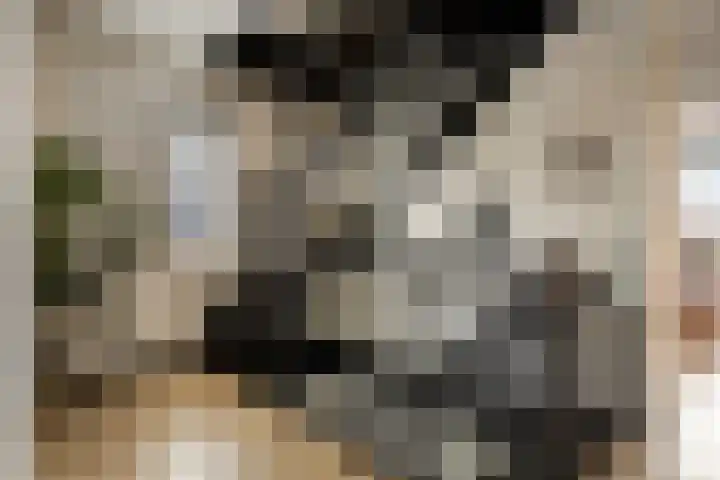 Kuifeend 51 Bedum thumbnail 38