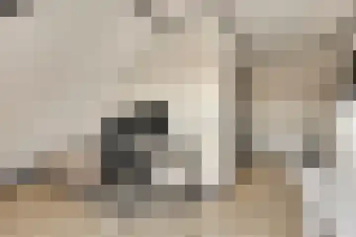 Kuifeend 51 Bedum thumbnail 40