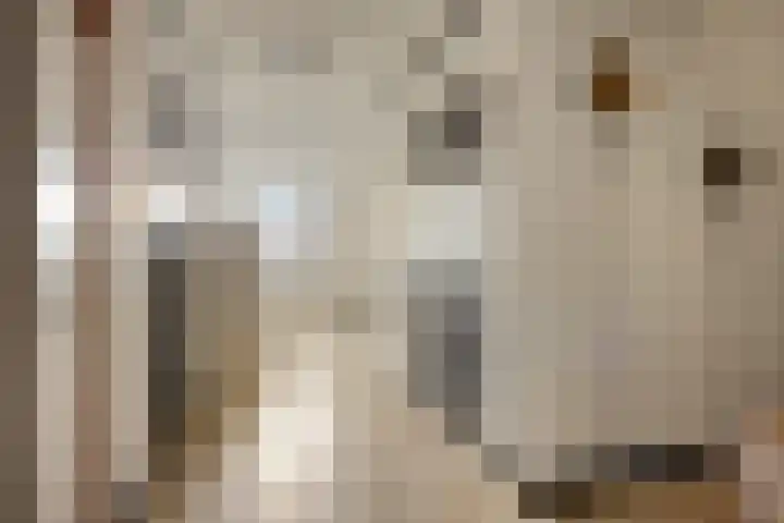 Kuifeend 51 Bedum thumbnail 42