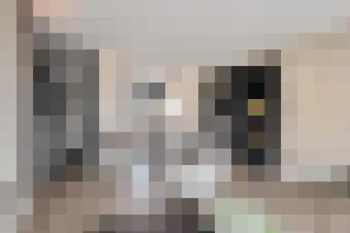 Kuifmees 100 Emmen thumbnail 17