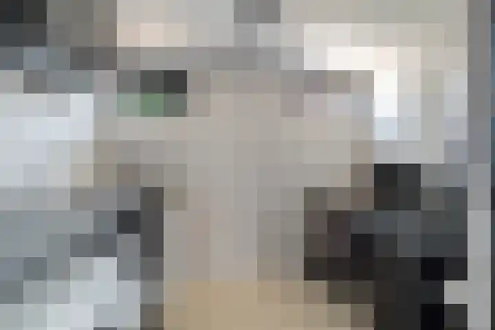 Kuifmees 100 Emmen thumbnail 22
