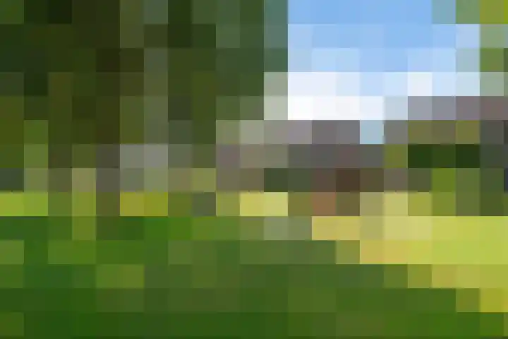 Kuifmees 100 Emmen thumbnail 45