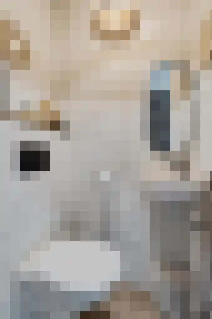 Kuifmees 100 Emmen thumbnail 9