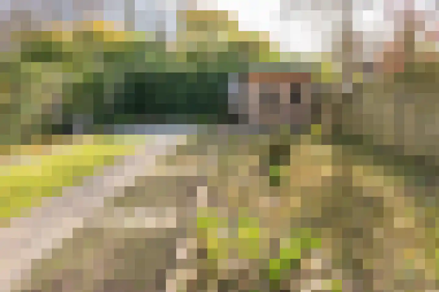 Kuifmees 17 Emmen thumbnail 27