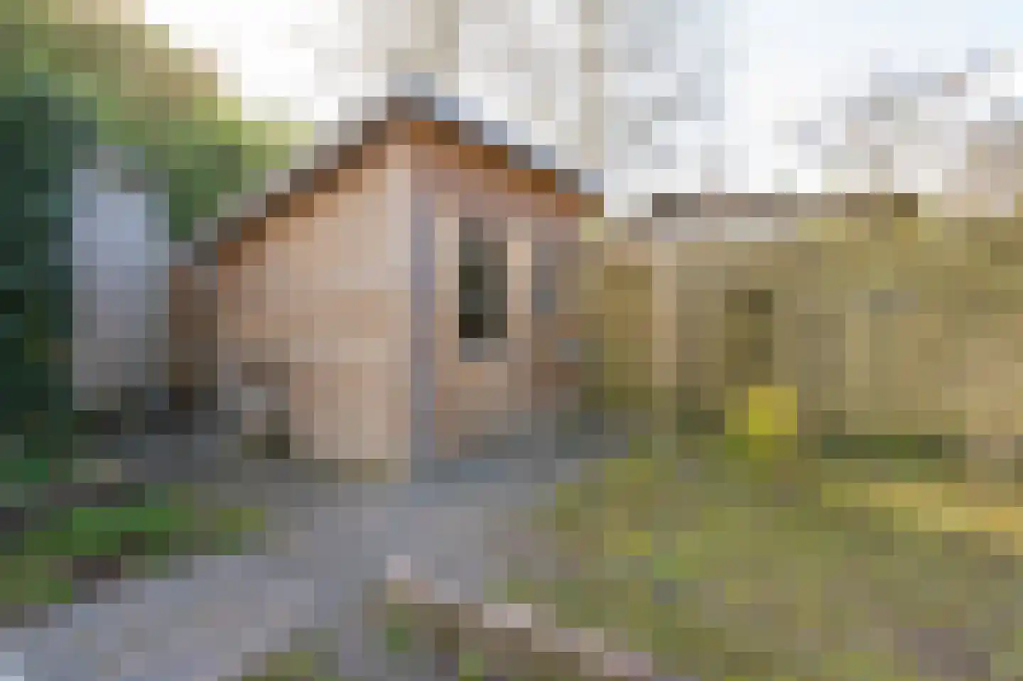 Kuifmees 17 Emmen thumbnail 28