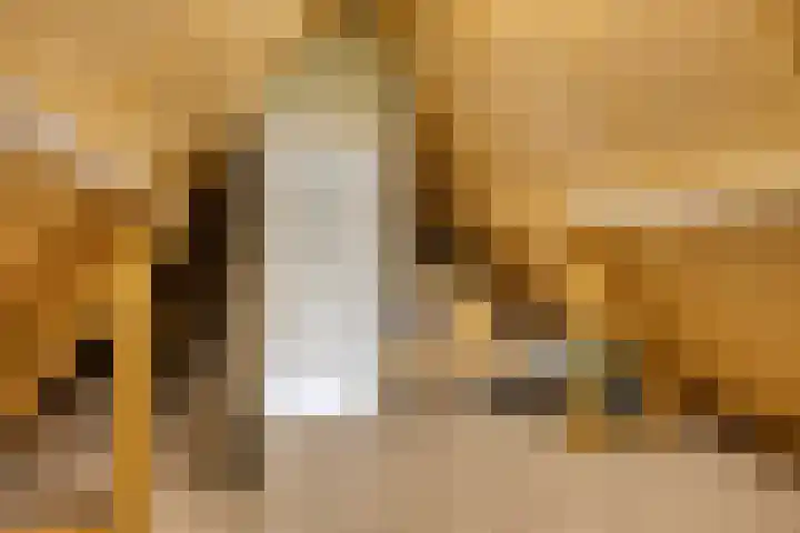 Kuifmees 19 Emmen thumbnail 32