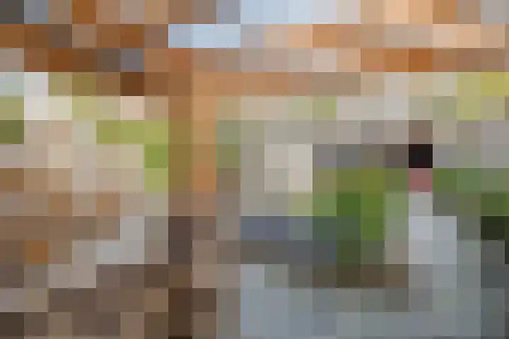 Kuifmees 19 Emmen thumbnail 36