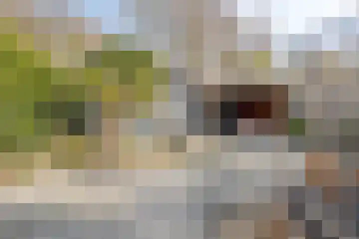 Kuifmees 19 Emmen thumbnail 37