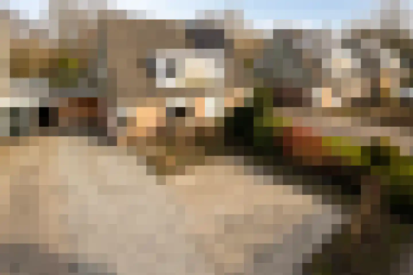Kuifmees 19 Emmen thumbnail 8