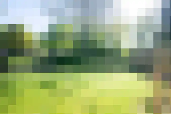 Kuifmees 23 Emmen thumbnail 26