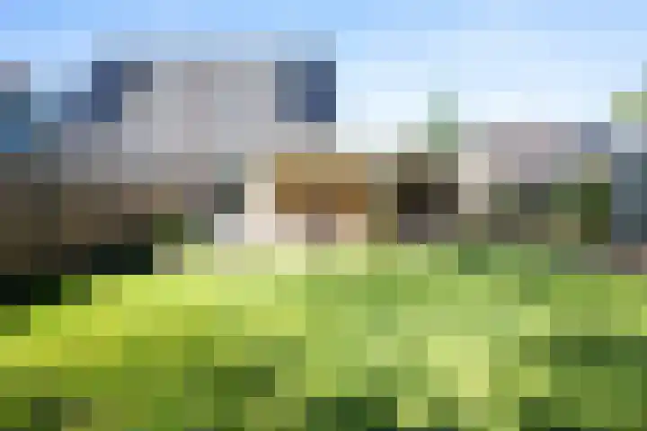 Kuifmees 23 Emmen thumbnail 27