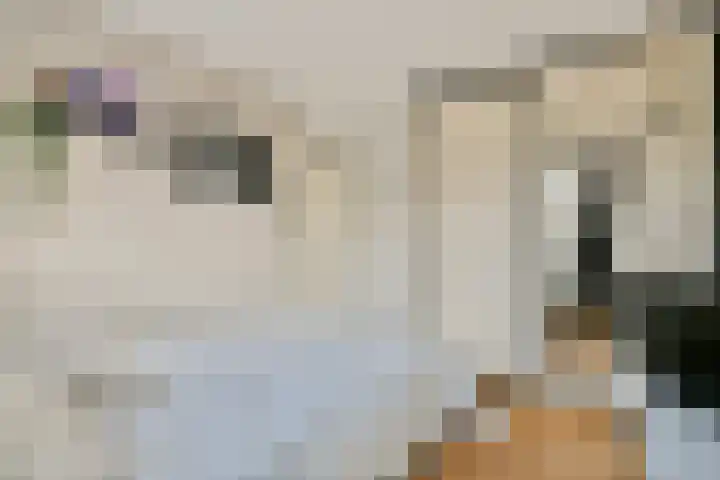 Kuifvlinder 12 Diemen thumbnail 14