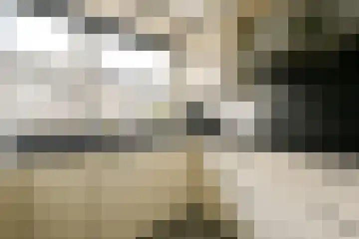 Kuifvlinder 12 Diemen thumbnail 5