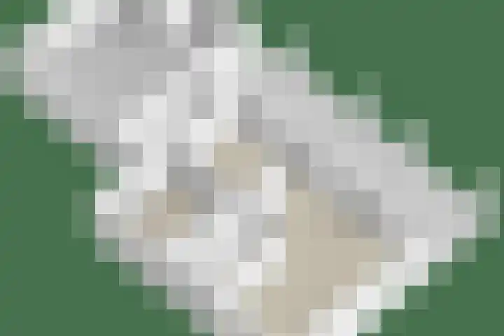 Kuijperlaan 14 Heusden thumbnail 79