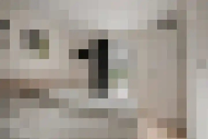 Kuikseindseweg 31 C42 Oost West en Middelbeers thumbnail 13