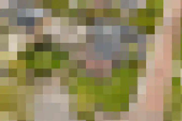 Kuipersweg 43 Buitenpost thumbnail 4