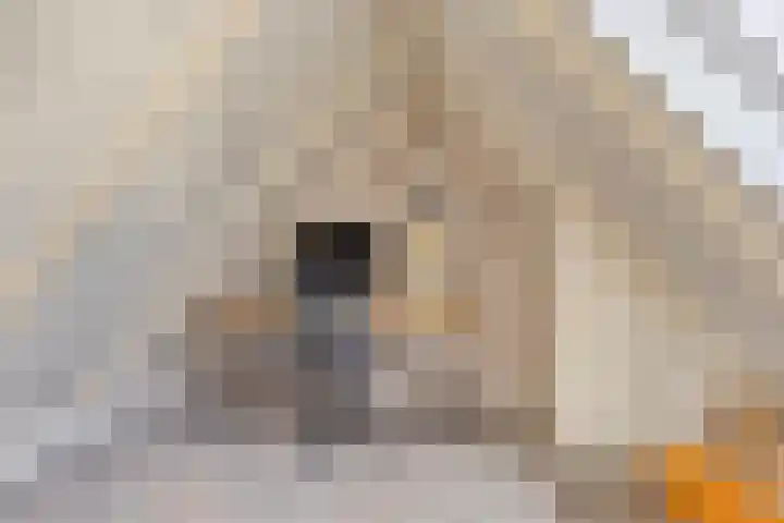 Kuipersweg 58 Buitenpost thumbnail 23
